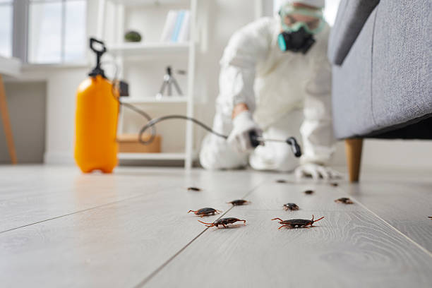 Post-Treatment Bed Bug Interceptor Monitoring in Alexandria